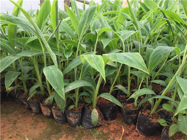 皇帝蕉产地用土壤肥力测试仪来检测皇帝蕉种植地